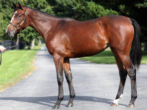 ［POG2022-2023］注目馬紹介～一口クラブ・広尾サラブレッド倶楽部編～