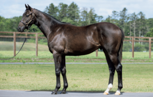 ［POG2022-2023］注目馬紹介～一口クラブ・インゼルサラブレッドクラブ編～