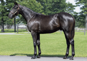 ［POG2022-2023］注目馬紹介～一口クラブ・キャロットファーム編～