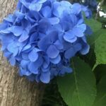 「水を得て」一変した、アジサイの花のような馬~トーホウシャイン