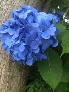 「水を得て」一変した、アジサイの花のような馬～トーホウシャイン