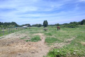 ［連載・クワイトファインプロジェクト］番外編　奥能登馬プロジェクト、タイニーズファーム訪問記