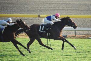 夏の終わりに開いた「早咲き」のお嬢さま - ダイワルージュ