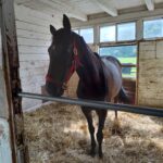 ［インタビュー］良血馬とクワイトファインの配合が実現。生産牧場の代表が語る、種牡馬クワイトファインを選んだ理由とは。