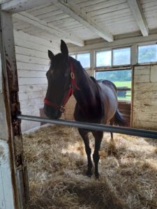 ［インタビュー］良血馬とクワイトファインの配合が実現。生産牧場の代表が語る、種牡馬クワイトファインを選んだ理由とは。