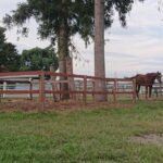 ［インタビュー］自ら所有馬を乗馬へリトレーニング。水戸乗馬クラブ・谷正之さんの抱く想い。