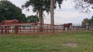 ［インタビュー］自ら所有馬を乗馬へリトレーニング。水戸乗馬クラブ・谷正之さんの抱く想い。