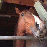 ［インタビュー］岩手競馬の名馬コミュニティが送る『馬っこパーク・いわて』での暮らし。