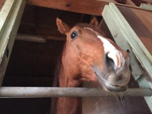 ［インタビュー］岩手競馬の名馬コミュニティが送る『馬っこパーク・いわて』での暮らし。