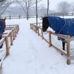 ［インタビュー］馬ふん堆肥でマッシュルームを栽培し、引退馬支援。ジオファーム八幡平・船橋代表の語る、その必然性とは？