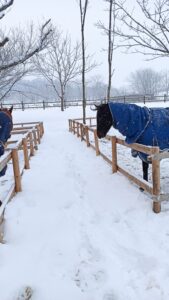 ［インタビュー］馬ふん堆肥でマッシュルームを栽培し、引退馬支援。ジオファーム八幡平・船橋代表の語る、その必然性とは？