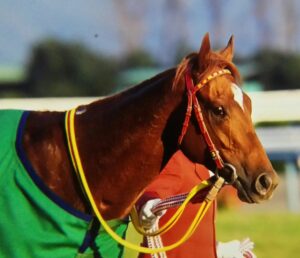 ［全日本2歳優駿］アグネスデジタルにラブミーチャン、ルヴァンスレーヴ…ダートの2歳王者決定戦で輝いた名馬たち。