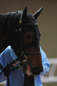 振り返れば伝説だった。そんなこともある。 - 2011年シンザン記念・レッドデイヴィス