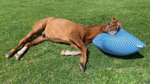 うららかなな日差しの下で…。アドマイヤジャパンのための物語。