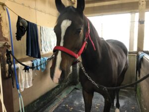 ［連載・馬主は語る］待つこと、できるだけ長く。（シーズン2-1）