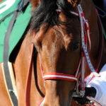 ［牝系図鑑］ディープブリランテやザッツザプレンティを輩出。持続力とパワーを兼ね備えたバブルプロスペクター牝系。