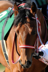 ［牝系図鑑］ディープブリランテやザッツザプレンティを輩出。持続力とパワーを兼ね備えたバブルプロスペクター牝系。