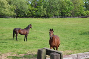 ［連載・馬主は語る］驚きの事実（シーズン2-8）