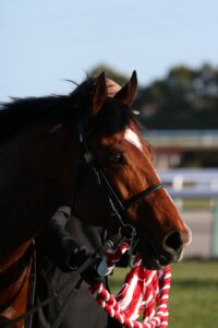 ［アンタレスS］勢いある4歳勢vsプロミストウォリアの構図。次世代ダート帝王の座を目指して有力馬が激突。 - 重賞プレビュー