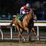 ［かしわ記念］オルフェーヴル産駒ショウナンナデシコの才能開花。32年ぶり、牝馬のかしわ記念制覇の瞬間を振り返る。