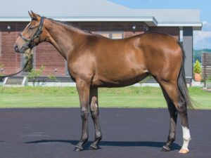 ［POG2023-2024］注目馬紹介～一口クラブ・YGGホースクラブ編～