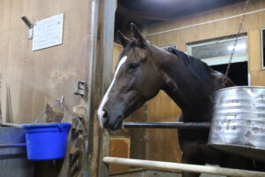 ［連載・馬主は語る］初対面（シーズン2-16）