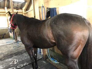 ［連載・馬主は語る］Next time, Kids!（シーズン2-15）