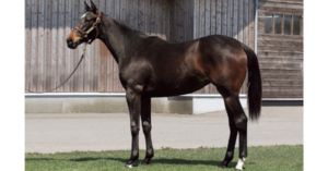 ［POG2023-2024］注目馬紹介～一口クラブ・東京サラブレッドクラブ編～