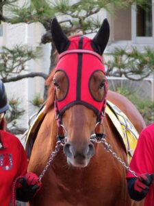 ［百万石賞インタビュー］捲土重来を期す、トランスナショナル