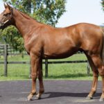 ［POG2023-2024］注目馬紹介～一口クラブ・ノルマンディーオーナーズクラブ編～