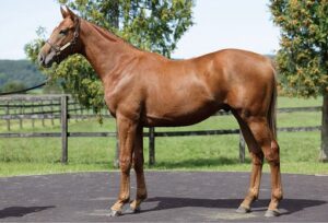 ［POG2023-2024］注目馬紹介～一口クラブ・ノルマンディーオーナーズクラブ編～