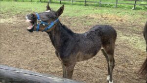 ［連載・クワイトファインプロジェクト］第28回 プロジェクト今年度の結果と今後