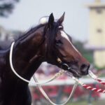 ［トウカイテイオー伝説］カネヒキリ、オフサイドトラップ、そしてテイオー。怪我から見事に復活、ファンの感動を呼んだ名馬たち