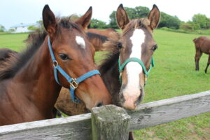 ［連載・馬主は語る］どれだけ幸せな時間を共にすごせるか（シーズン2-27）