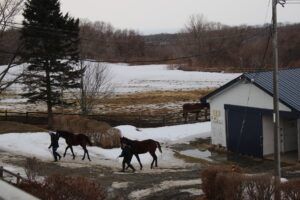 ［連載・馬主は語る］蹄の大きさ（シーズン2-33）