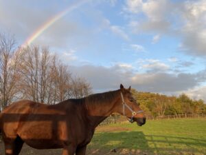 ［連載・馬主は語る］背の高い種牡馬、低い種牡馬（シーズン2-35）