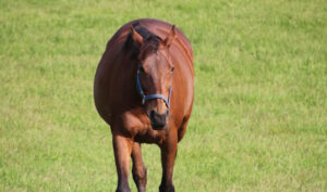 ［連載・馬主は語る］ニックス配合とは（シーズン2-36）