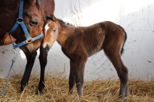 ［連載・馬主は語る］生まれてきてありがとう（シーズン2-38）