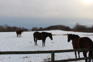 ［連載・馬主は語る］自然に生まれてくるのを待つ（シーズン2-41）