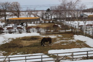 ［連載・馬主は語る］サラブレッドは人間がいないと生きていけない（シーズン2-42）
