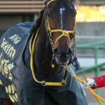 障害競走で素敵な花を咲かせた歴戦の名馬、ニシノデイジー - 2022年中山大障害