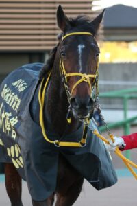 障害競走で素敵な花を咲かせた歴戦の名馬、ニシノデイジー - 2022年中山大障害