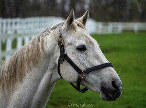 ［連載・クワイトファインプロジェクト］第37回 ギンザグリングラスの訃報で暮れる2023年
