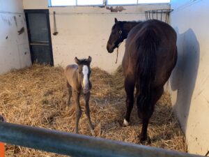 ［連載・馬主は語る］馬は第６感の優れた動物（シーズン2-43）