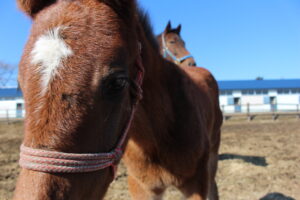 ［連載・馬主は語る］家族になろうよ（シーズン2-最終話）