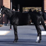 ［連載］現役麻雀プロの馬産地ブログ　第2回　〜出産・種付けシーズン到来〜