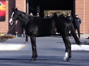 ［連載］現役麻雀プロの馬産地ブログ　第2回　〜出産・種付けシーズン到来〜