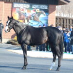 ［現地レポ］社台スタリオン種牡馬展示会を見て感じた、種牡馬の美しさと現地スタッフの想い