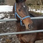 ［取材レポ］青森からG1制覇を目指す、種牡馬ウインバリアシオン - 荒谷牧場を訪ねて