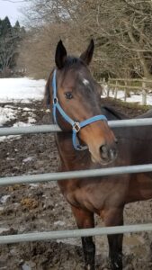 ［取材レポ］青森からG1制覇を目指す、種牡馬ウインバリアシオン - 荒谷牧場を訪ねて